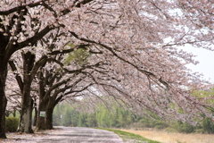 のんびりと桜の下を