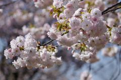 八重桜