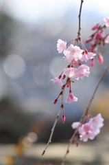 しだれ桜