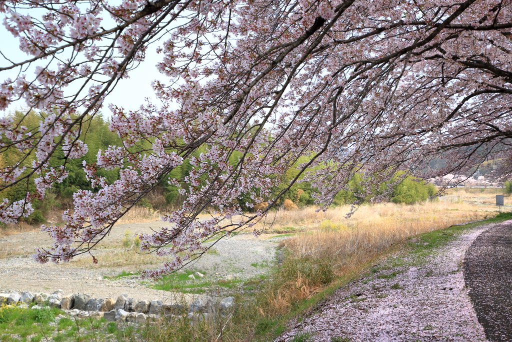 桜のトンネル