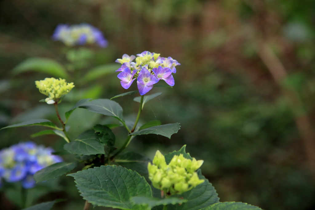 紫陽花2