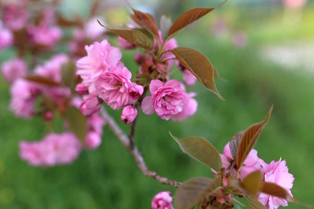 ピンクの八重桜
