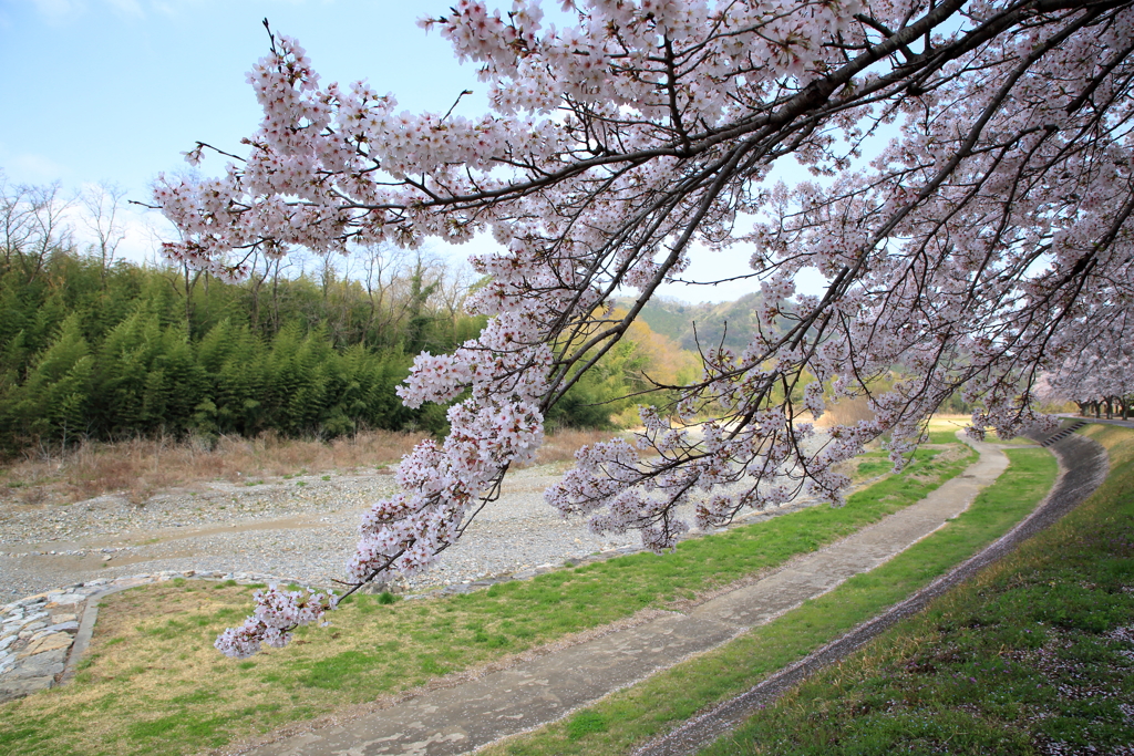 降りそそぐ桜