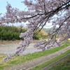 降りそそぐ桜