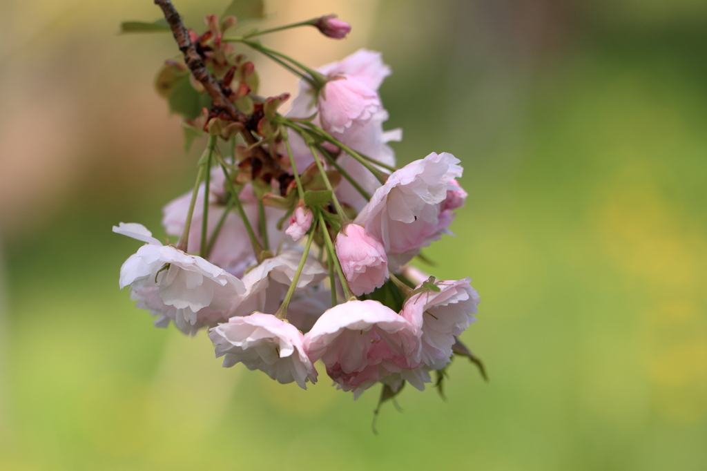 八重桜1