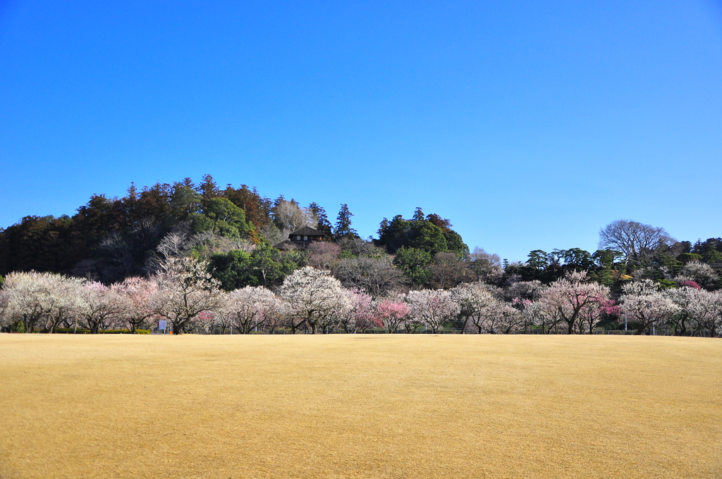 偕楽園　満開