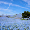 平日のひたち海浜公園