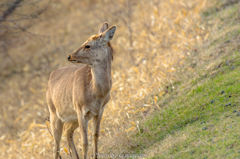 春の御馳走