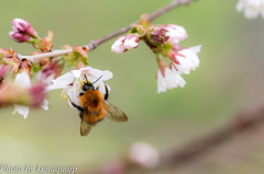 忙しい蜜蜂の春
