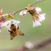 忙しい蜜蜂の春