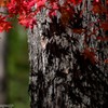 影紅葉