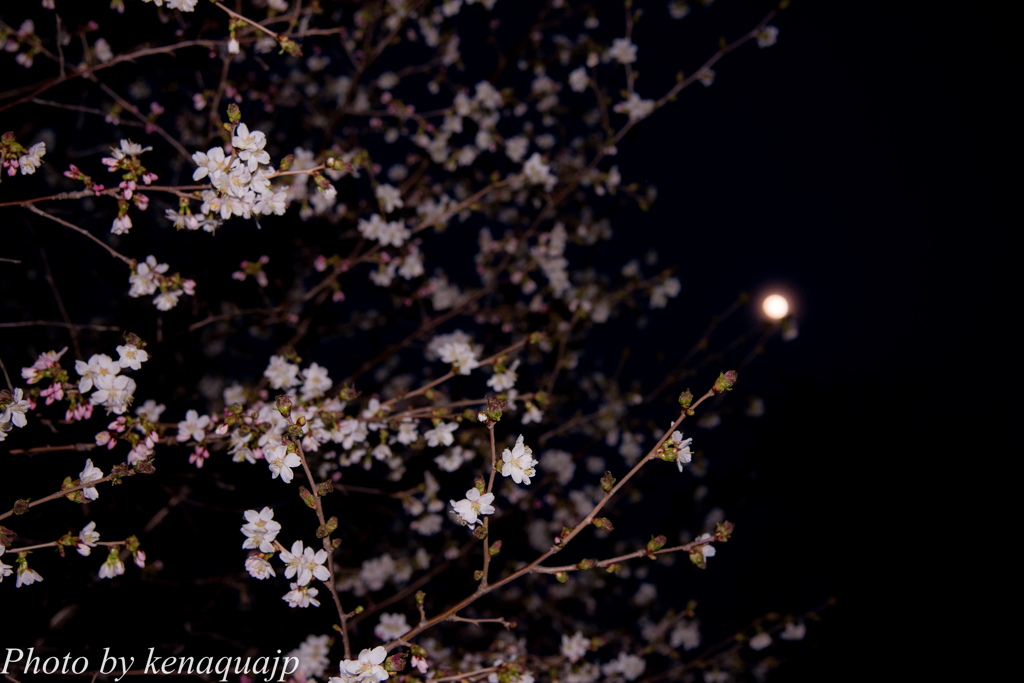 春の夜、美しく