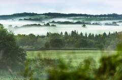 朝の丘に流れる霧