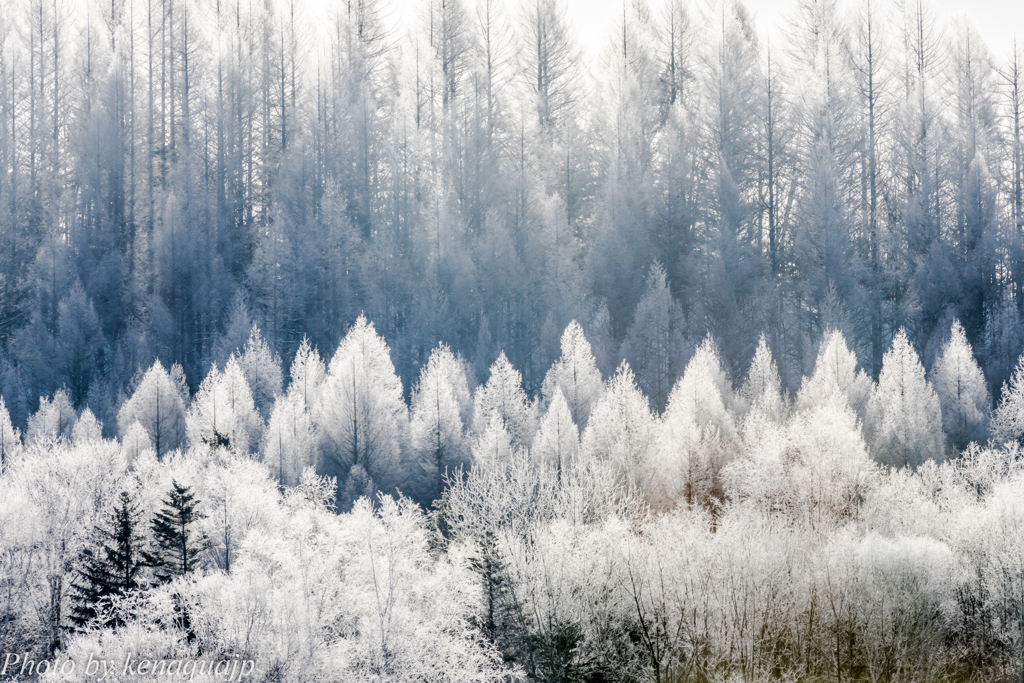 凍える光の森