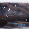 タンチョウの降る川