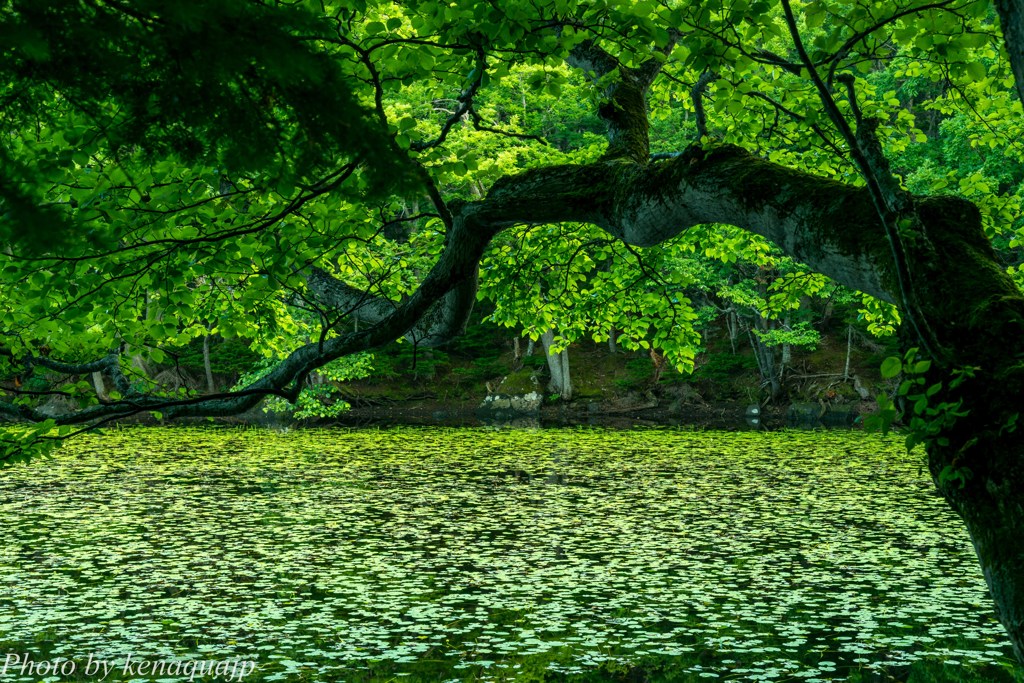 Green area