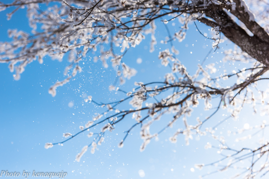 雪桜　散る