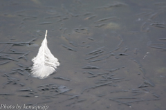 白鳥の忘れ物