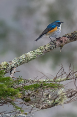 野鳥との出会いも一期一会
