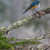 野鳥との出会いも一期一会