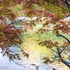 湖に映る虹色