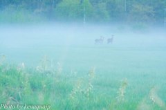 霧の中の家族