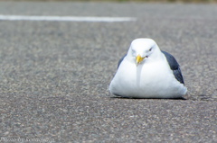 嘴（くちばし）のある・・・