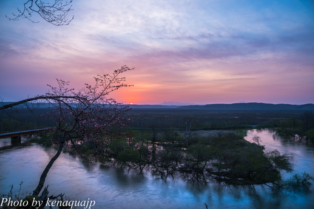 湿原の夕焼け桜
