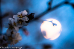 春の月と桜