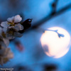 春の月と桜