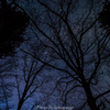 Illumination and tree