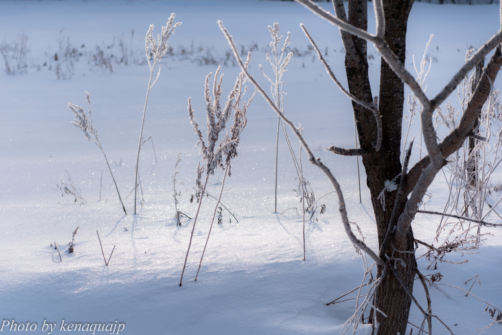 雪原の宝石