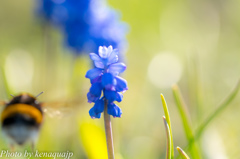 あの花へ