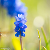 あの花へ