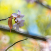 Cocktail「SAKURA」