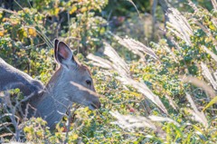 ハマナスの香り