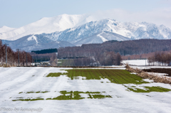 雪の下の緑