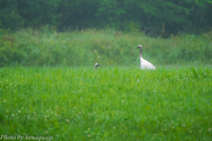 霧の中の若鳥