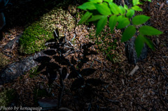 The shadow of the green leaf