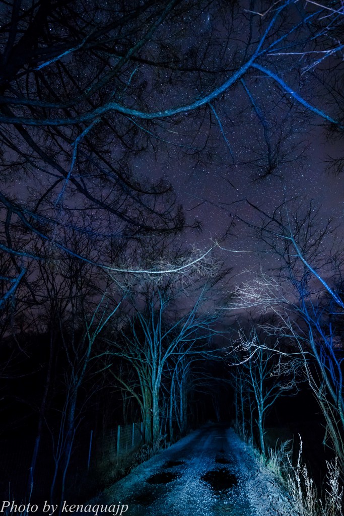 星の降る林道