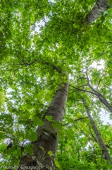 Bright green shower