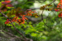 始まりの紅