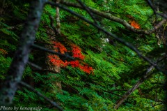 夏の紅