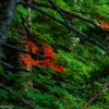 夏の紅