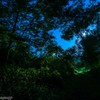 蛍探しの夜に