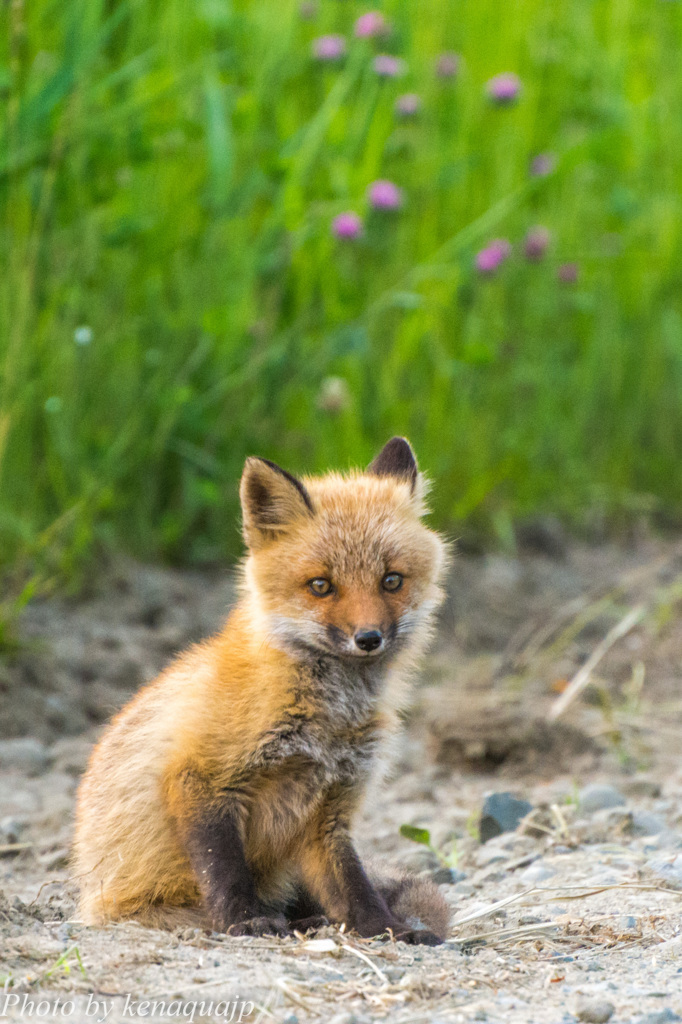 夕刻の小さなキミ