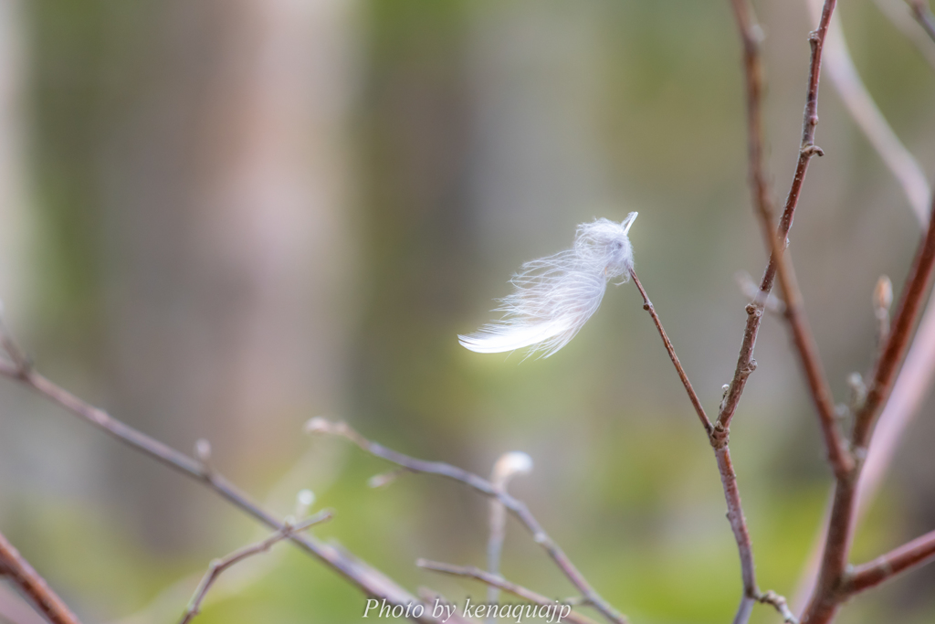 春の羽