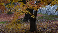 東福寺　紅葉2