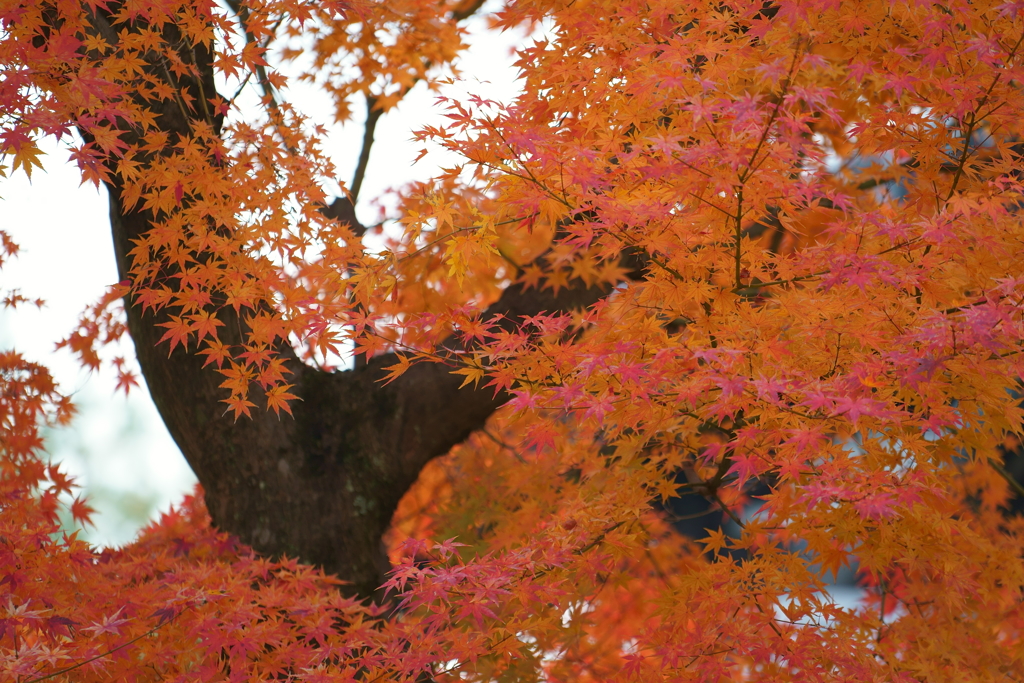 東福寺　紅葉5