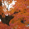 東福寺　紅葉5